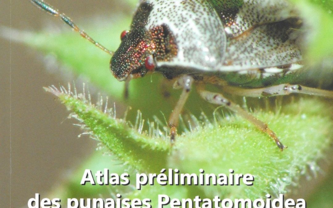 Atlas préliminaire des punaises Pentatomoidea de Franche-Comté par Magalie Mazuy