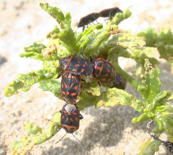 Accouplements d’Eurydema herbacea sur Cakile maritima (Cliché C. Mouquet – GRETIA)