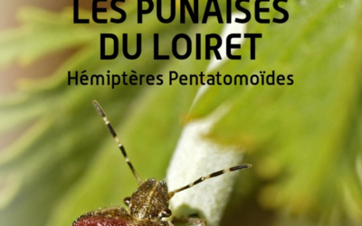 Les hémiptères pentatomoïdes du Loiret